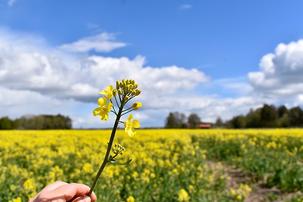 Rapsblomma och rapsfält, Eklanda 