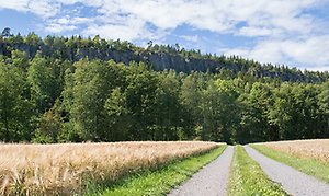 Foto på del av Hunneberg med ett sädesfält i förgrunden. 