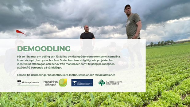 För att lära mer om odling och förädling av nischgrödor som exempelvis camelina, linser, sötlupin, hampa och solros. Sorter bestäms slutgiltigt när projektet har identifierat efterfrågan och behov från marknaden samt tillgång på mängden utsädesfrö beroende på världsläget. Fem till tio demodlingar hos lantbrukare, lantbruksskolor och försöksstationer.